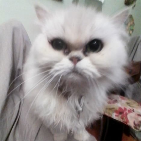 Bianca, one of the pets in Debbie's care