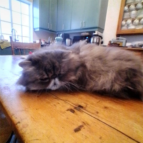 Bluebell, one of the pets in Debbie's care