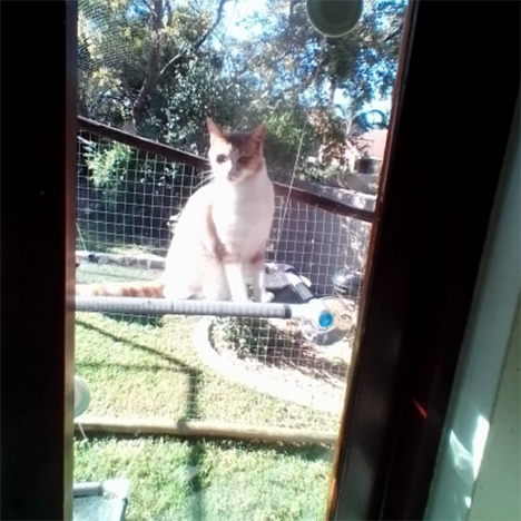 Asha, one of the pets in Debbie's care