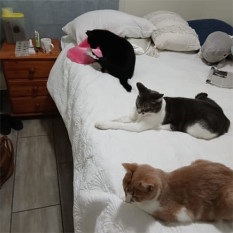 Athena, Asha & Aurora, one of the pets in Debbie's care