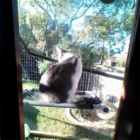 Athena, one of the pets in Debbie's care