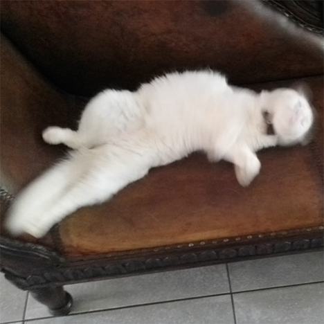 Bobby, one of the pets in Debbie's care