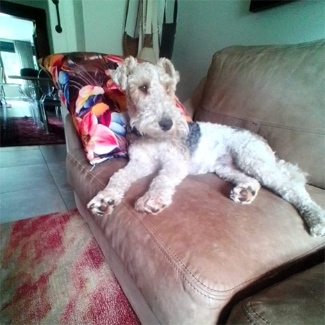Dricus, one of the pets in Debbie's care