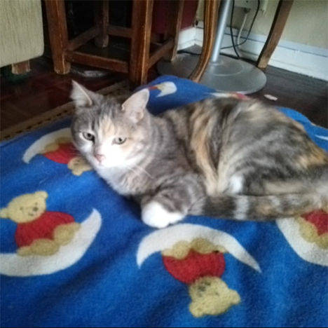 Jozi, one of the pets in Debbie's care