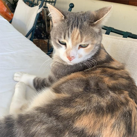 Jozi, one of the pets in Debbie's care