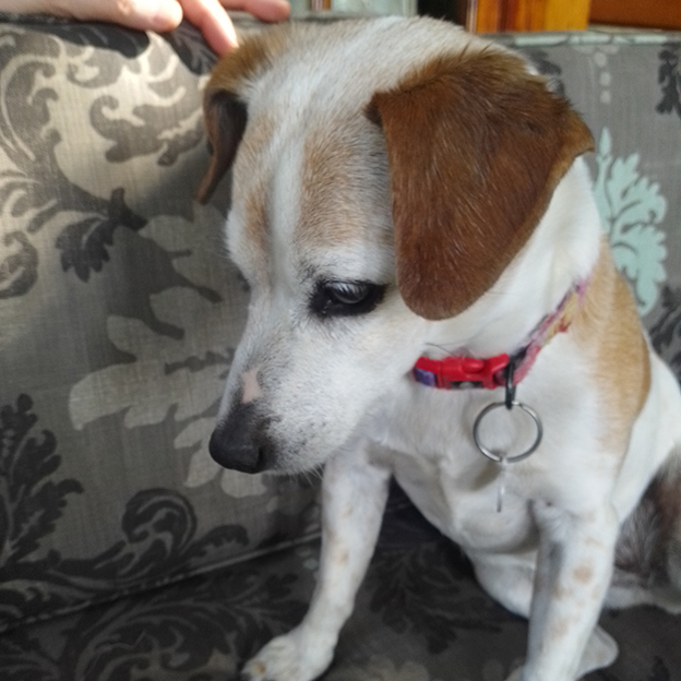 Max, one of the pets in Debbie's care