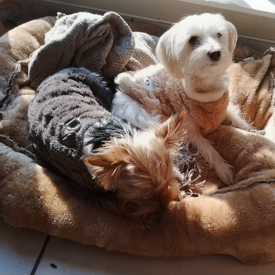 Mia & Simba, one of the pets in Debbie's care