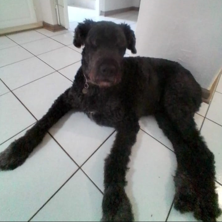Misha, one of the pets in Debbie's care