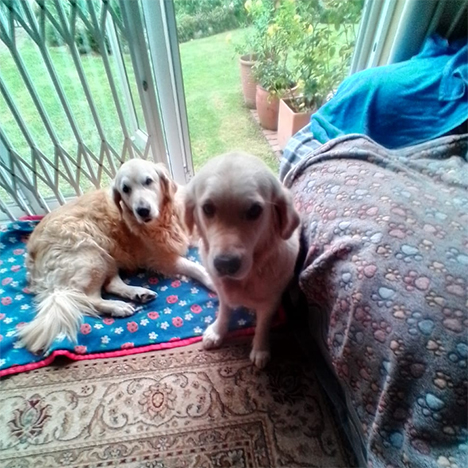 Morgan & Savannah, one of the pets in Debbie's care