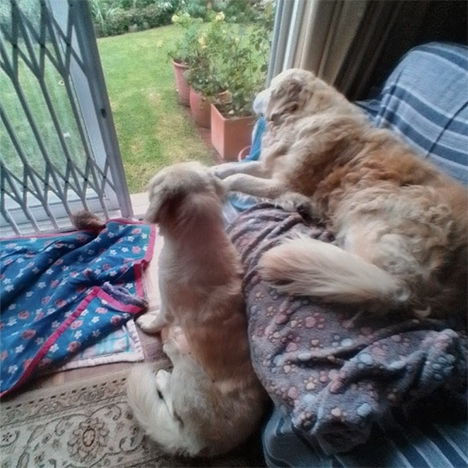 Savannah & Morgan, one of the pets in Debbie's care